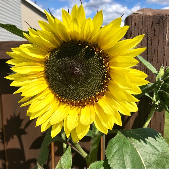 Meet your Posher, Georgina - Picture 1 of 1